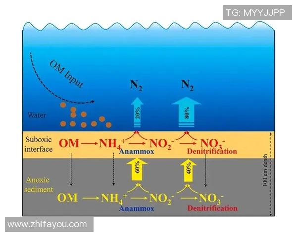 北京排球队运营分析：成功经验与面临挑战的深度探讨